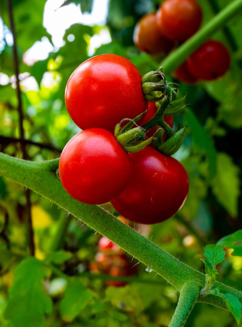 tomato image